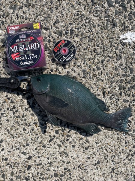 久しぶりのクロ釣り❗…