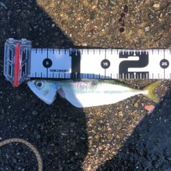 豆アジ、中サバいい感じ…飲ませのエサ困らず！