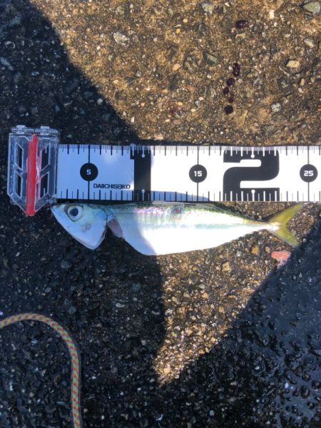 豆アジ、中サバいい感じ…飲ませのエサ困らず！