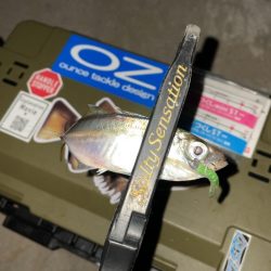 オンスタックルアジつくしSTモニター