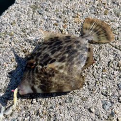 やってみたかったカワハギ釣り