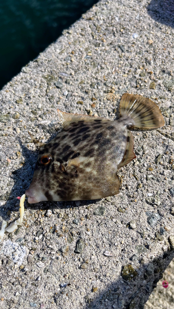 やってみたかったカワハギ釣り