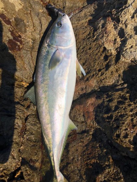 人が多い中出した一匹