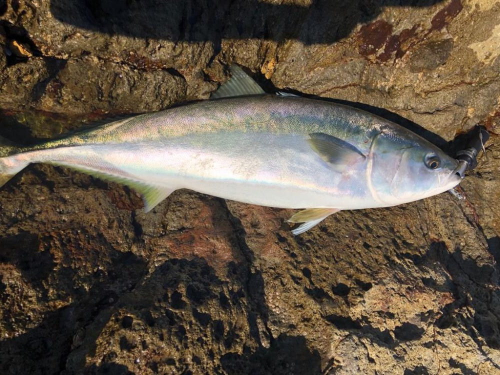 人が多い中出した一匹