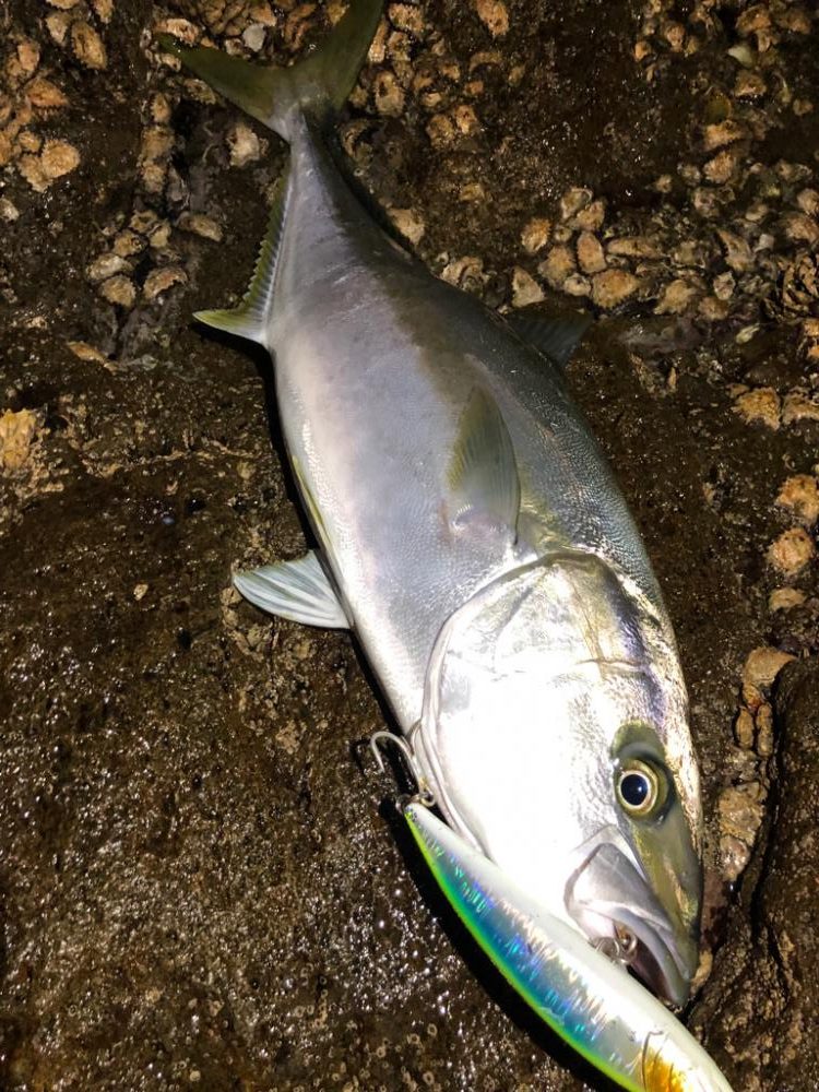 地磯でまさかの大物