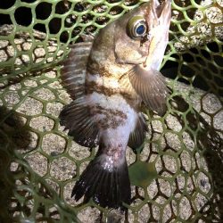 ナイスボディーのメバル