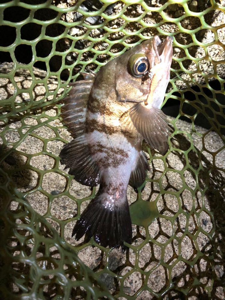 ナイスボディーのメバル