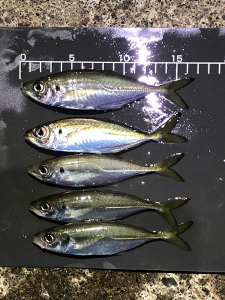 寒いし釣れないし…