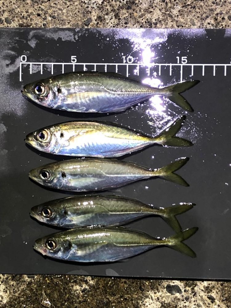 寒いし釣れないし…