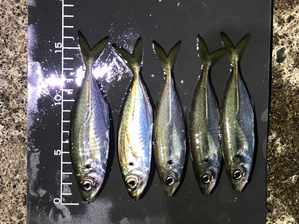 寒いし釣れないし…