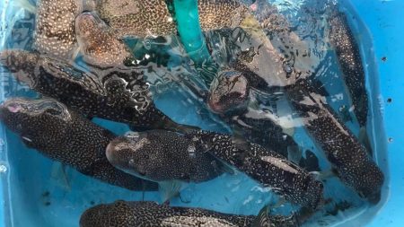 明石ショウサイカットウ