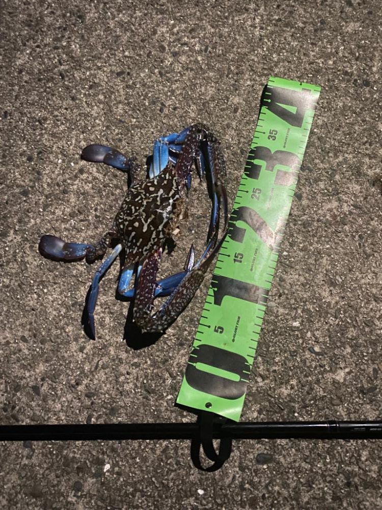 夜ぶっこみ釣りで、