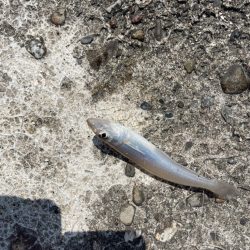 久しぶりのキス釣り