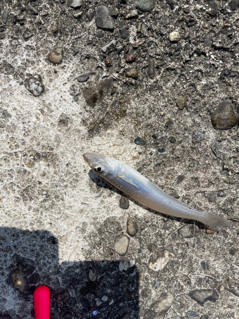 久しぶりのキス釣り