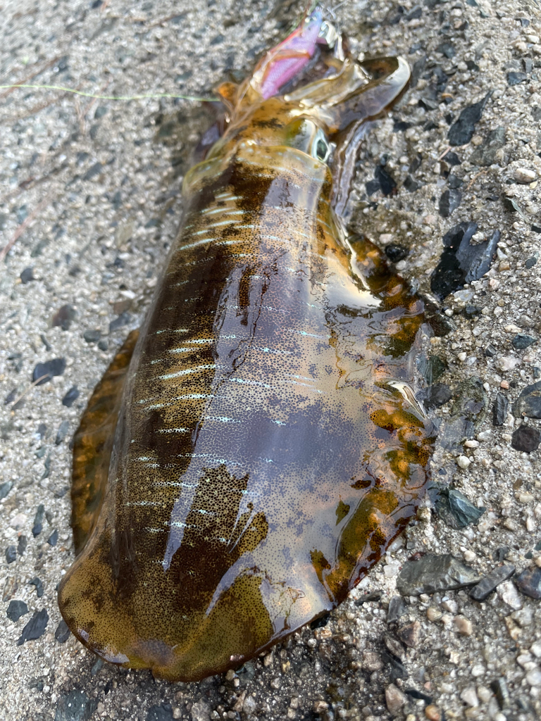 やっといいサイズ🦑