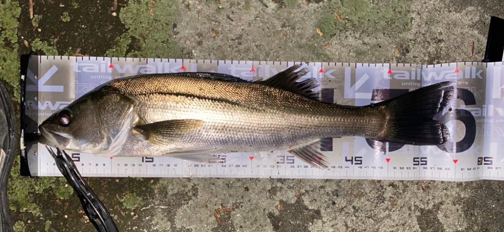 久々の入れ食い