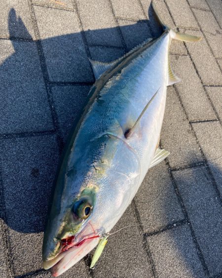 急変激渋。。メジロ74cm。。。