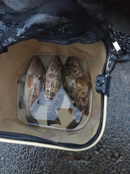 短時間雨の中のアジング