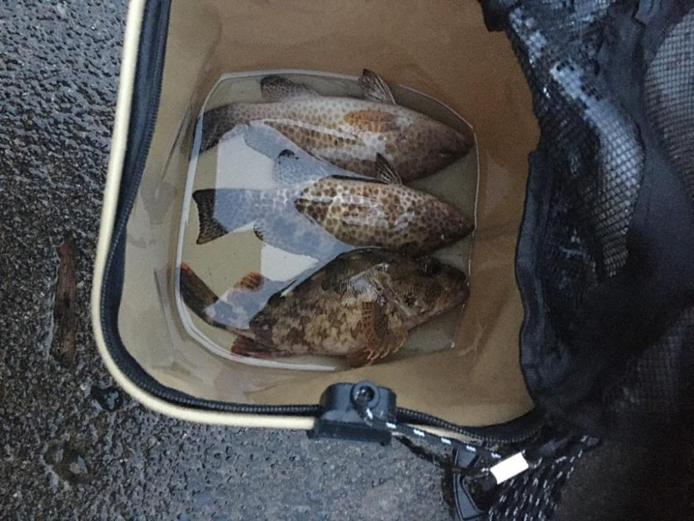 短時間雨の中のアジング