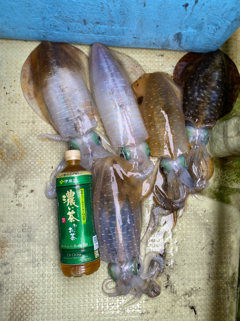 アオリイカ　丸松乗合船