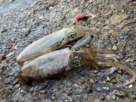 今季シーズン初の泥障烏賊に