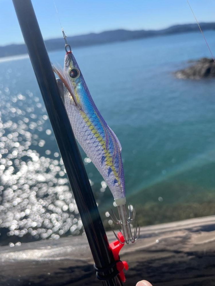今日のエギングの釣果