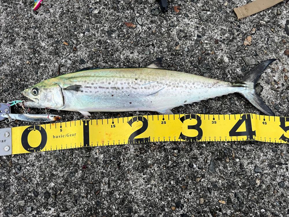 サワラ釣れました。