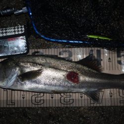 今日も今日とて