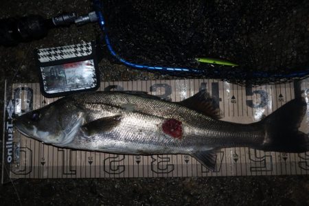 今日も今日とて