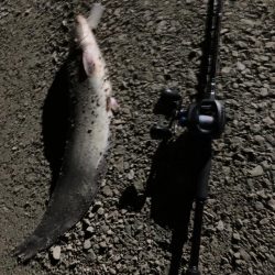 自作ルアーで釣ってみた