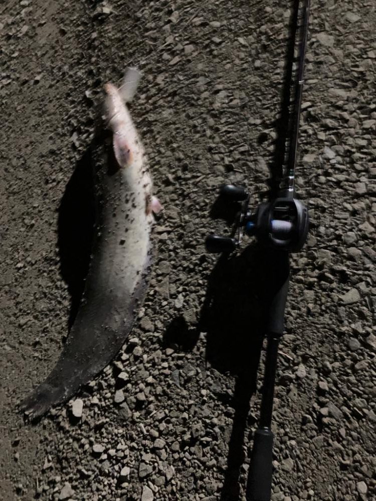 自作ルアーで釣ってみた