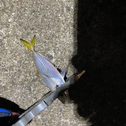 アジングでぼちぼち