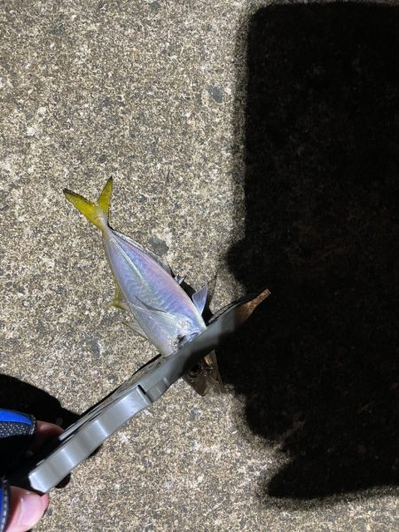 アジングでぼちぼち