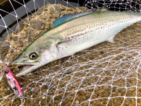 サゴシはサゴシスペシャルにゃ！