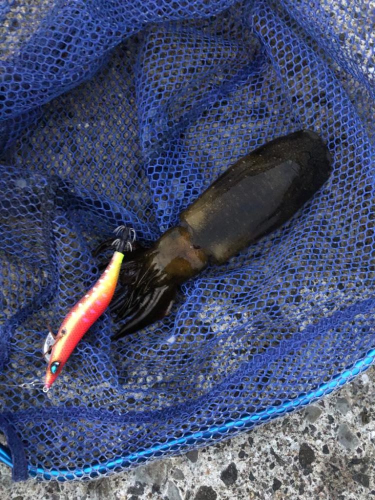 エギング朝活！