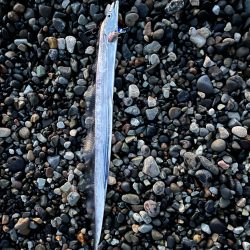 青物はいずこへ