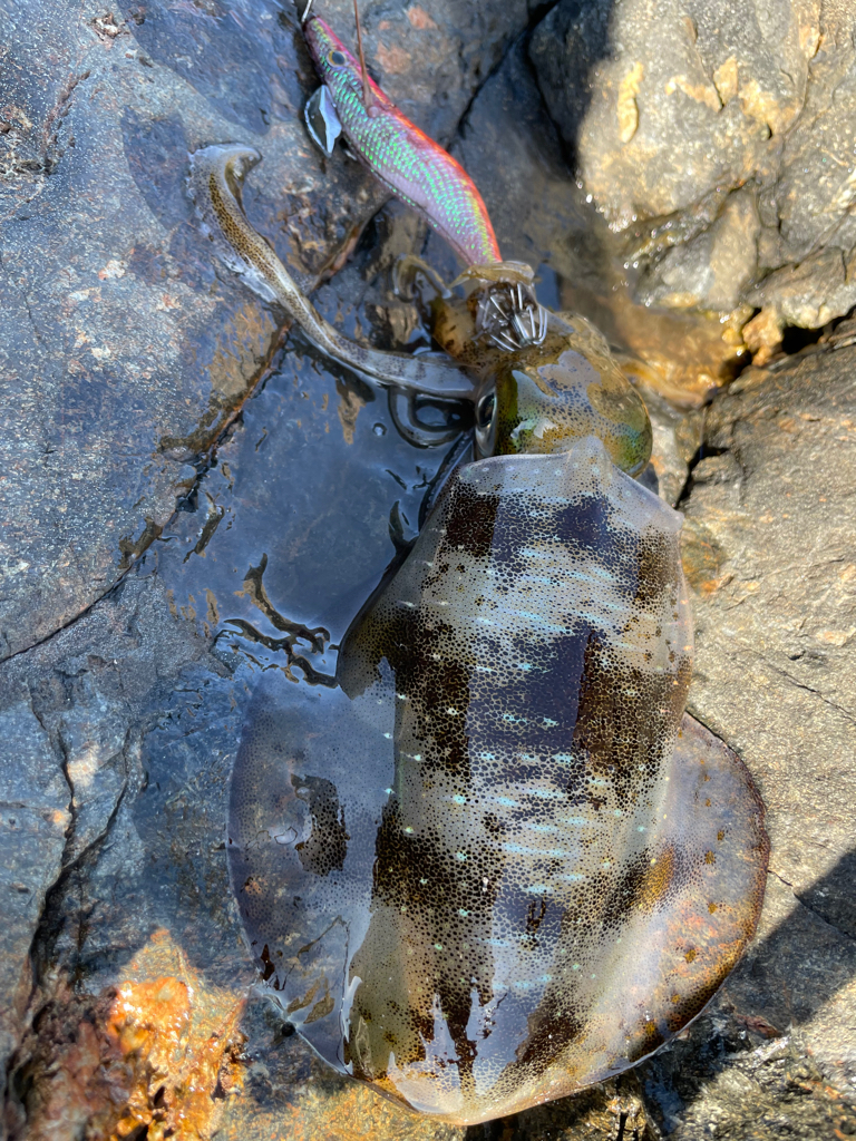 デフレエギ検証