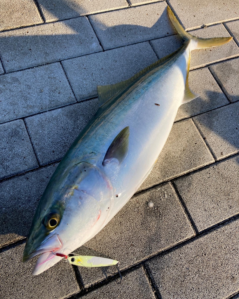 昨日はバラし。今朝はメジロ64cmリベンジ。。