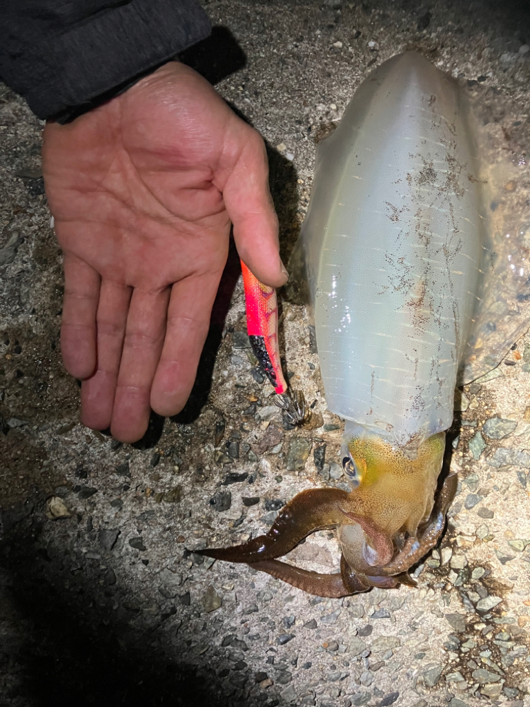 噂通りの絶好調?