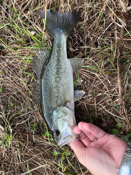 琵琶湖の小〜中バス