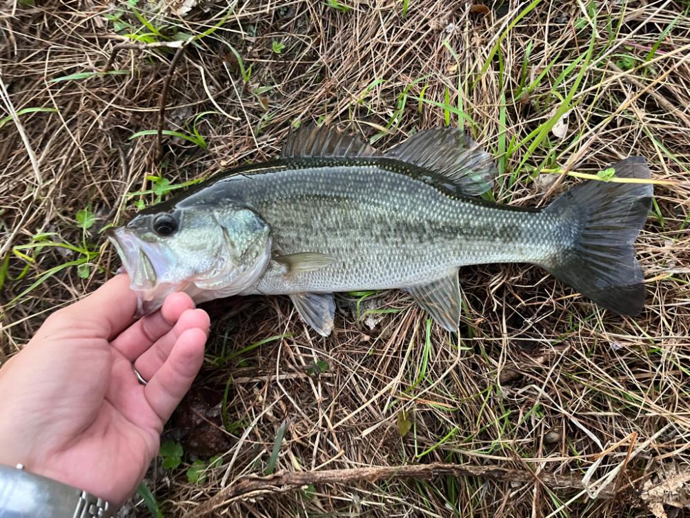 琵琶湖の小〜中バス