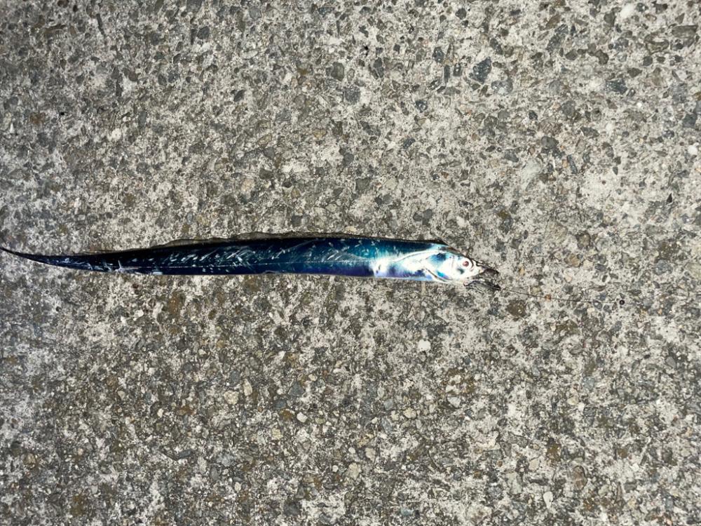 太刀魚釣り