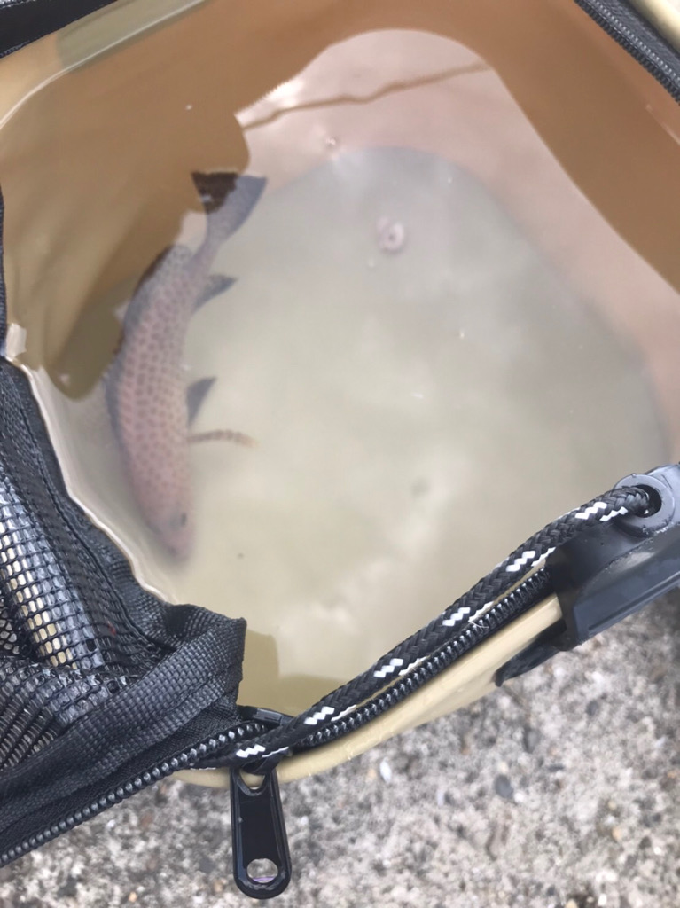 オオモンハタ祭り