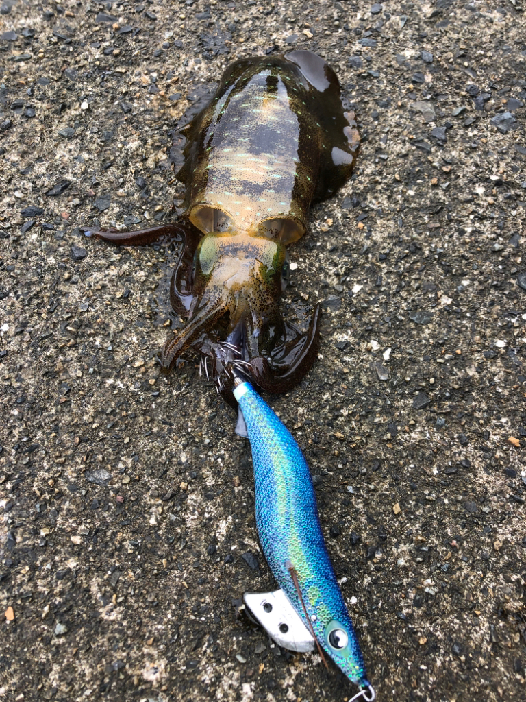 【伊根エリア】デイエギング