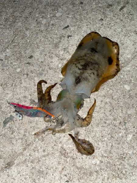 今週も爆風エギング