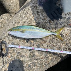 なんとかハマチ2本