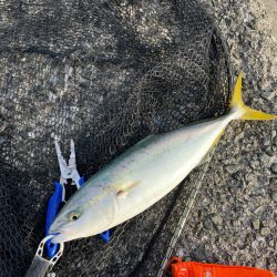 岸和田一文字　飲ませ釣り