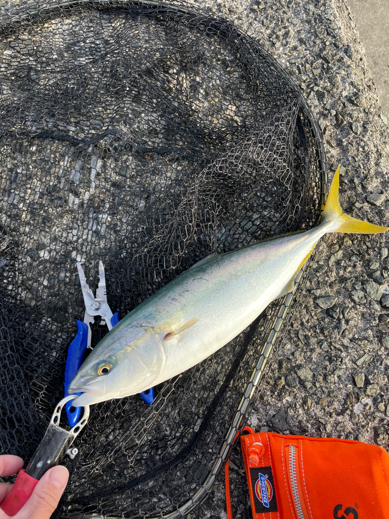岸和田一文字　飲ませ釣り