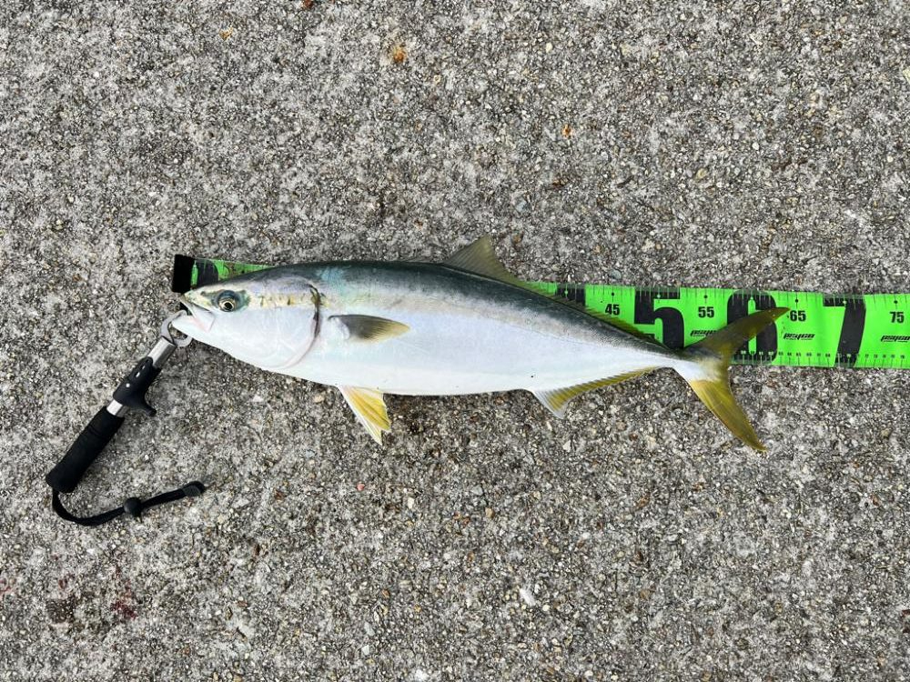 青物絶好調！！