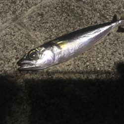 極端にアタリ減少